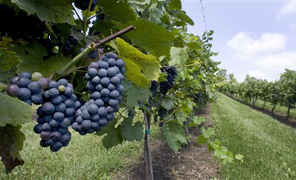 uva_nera_296