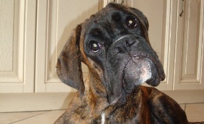 cane_296