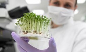 piante_biotech_farmaci_296