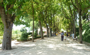 alberi_viale_296