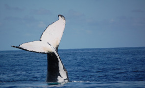 oceano_balena_296