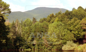 foreste_296