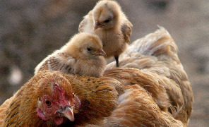 gallina_296