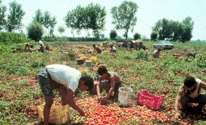 lavoro_nero_296