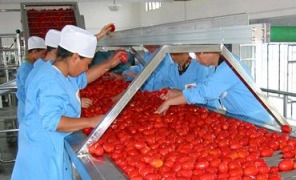 pomodori_cina_296