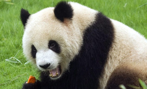 panda_296