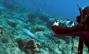 oceano_sub_296