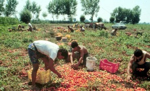 raccolta_pomodori_296