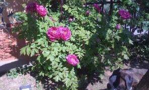 fiori_giardino_296