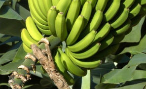 banane_296